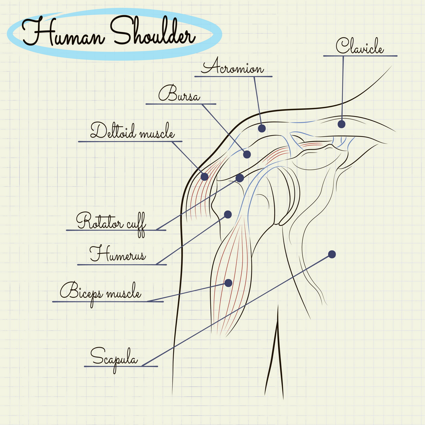 Human shoulder